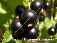 Смородина Память Вавилова